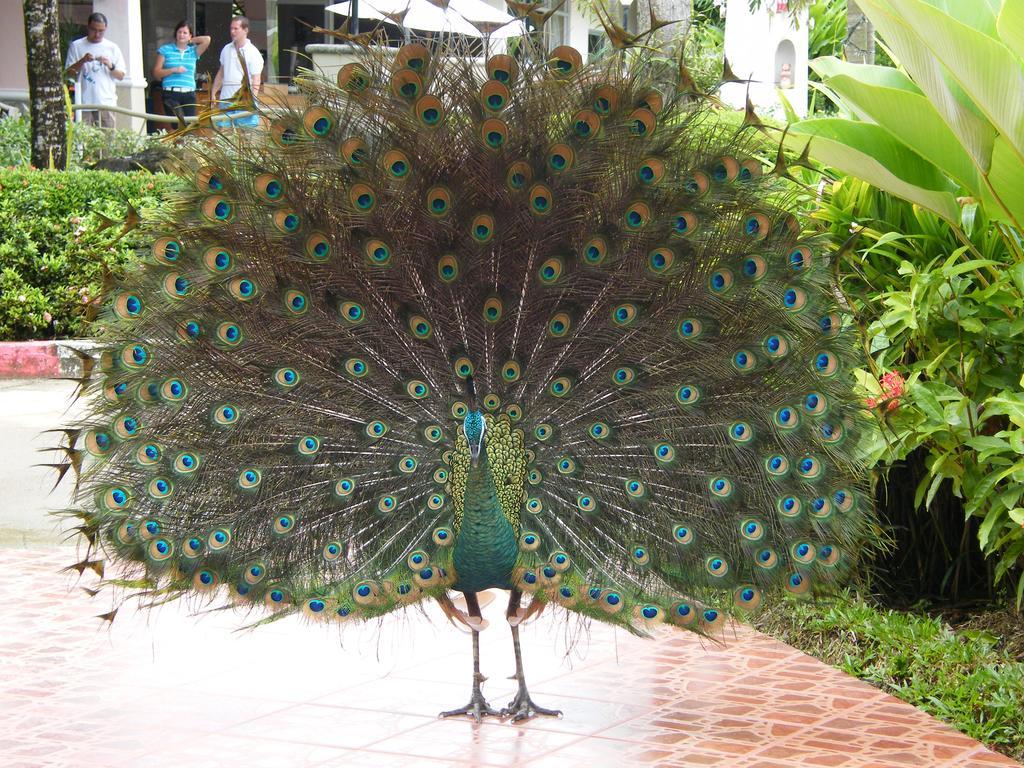 Chang Park Resort Koh Chang Luaran gambar